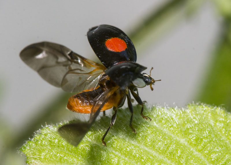 Coccinellidae: Harmonia axyridis